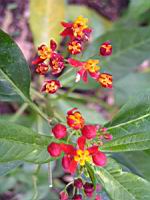 Asclepias curassavica Dark Red (fam. Asclepiadacees) (4) (Photo F. Mrugala)